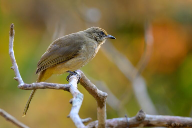 Streak eared bulbul thailand 10