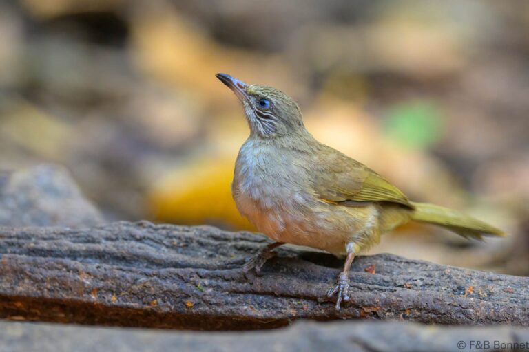 Streak eared bulbul thailand 7