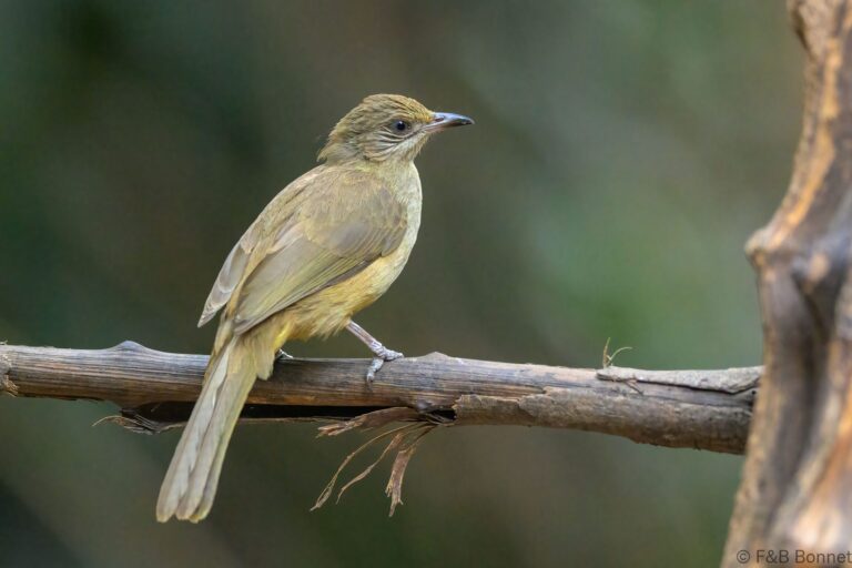 Streak eared bulbul thailand 8