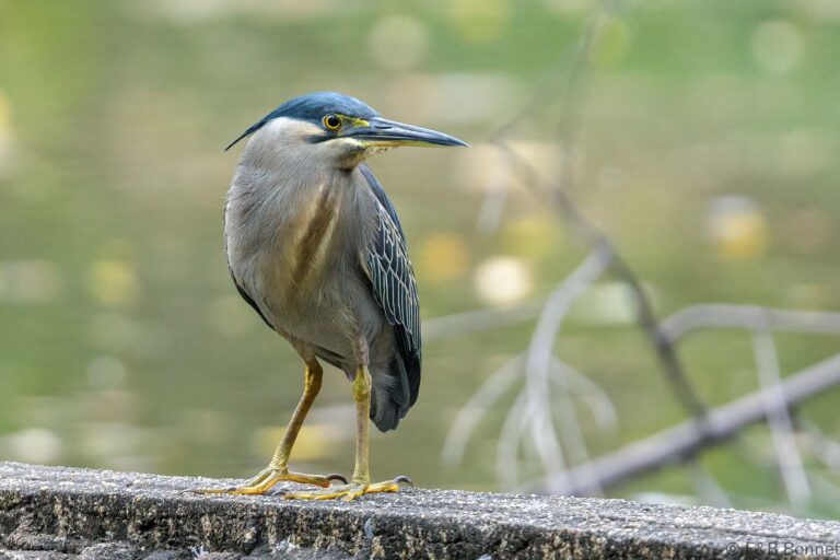 Striated heron thailand 1