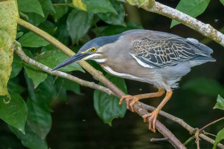 Striated heron thailand 2