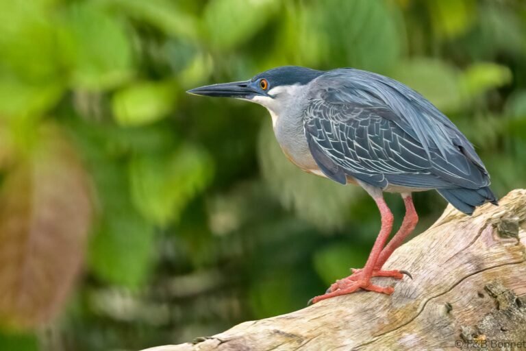Striated heron thailand 3