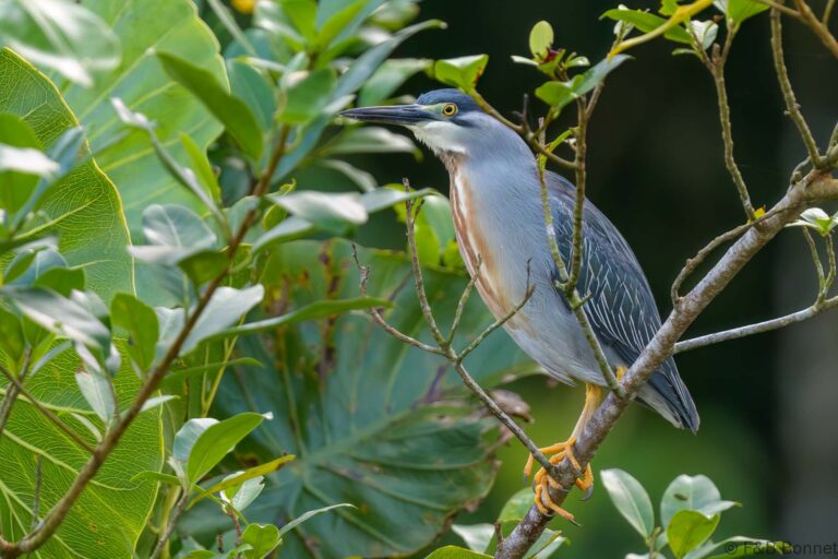 Striated heron thailand 4
