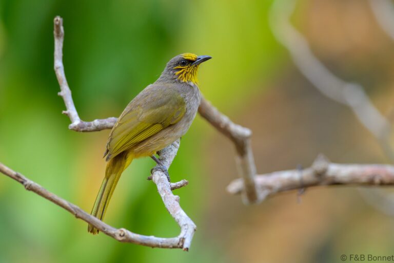 Stripe throated bulbul thailand 2