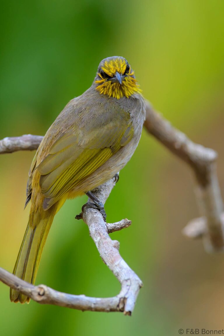 Stripe throated bulbul thailand 3