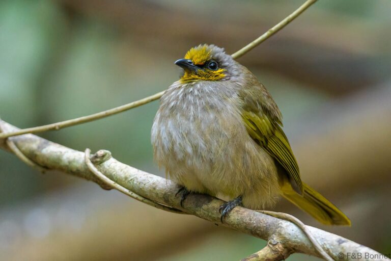 Stripe throated bulbul thailand 4