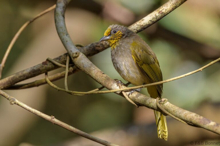 Stripe throated bulbul thailand 5