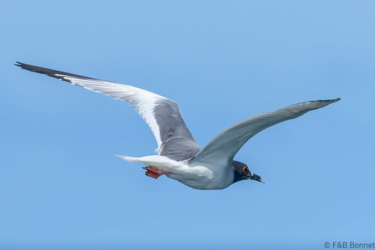 Swallow-tailed Gull_Ecuador-2