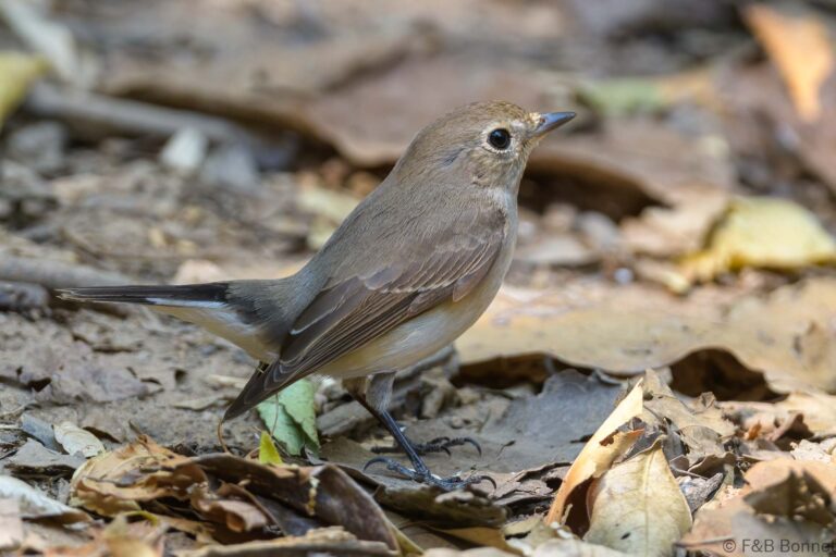 Taiga flycatcher thailand 5