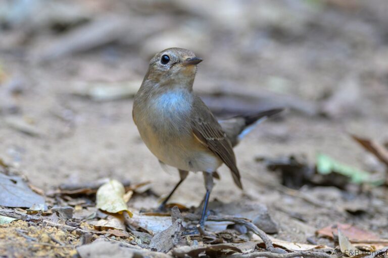 Taiga flycatcher thailand 7