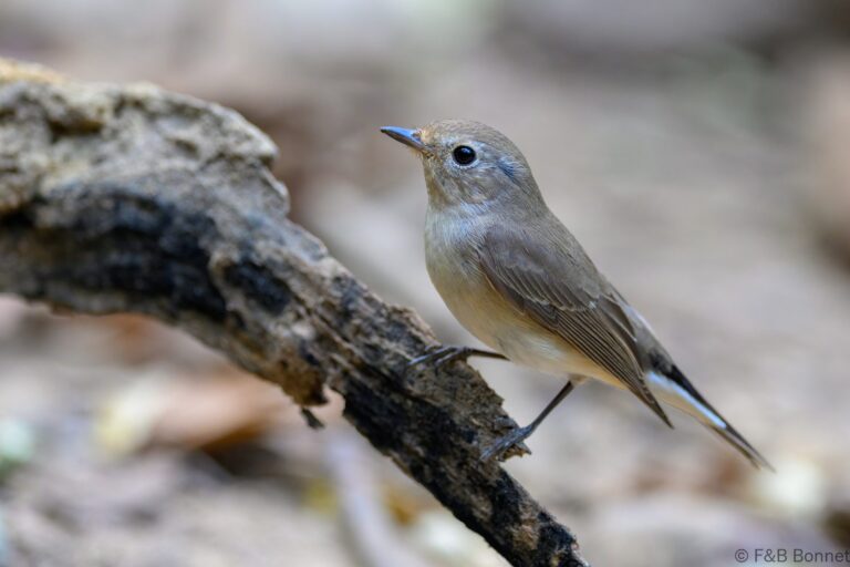 Taiga flycatcher thailand 8