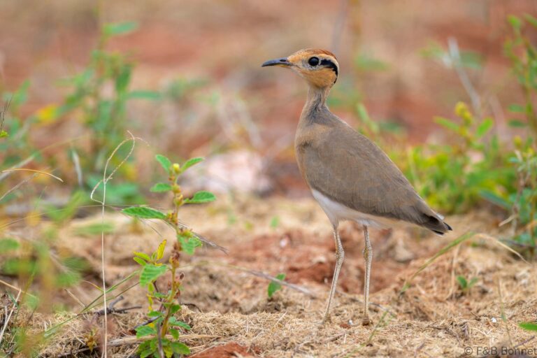 Temminck's Courser_South Africa-1