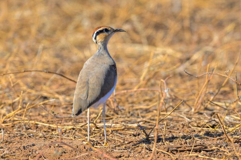 Temminck's Courser_South Africa-2