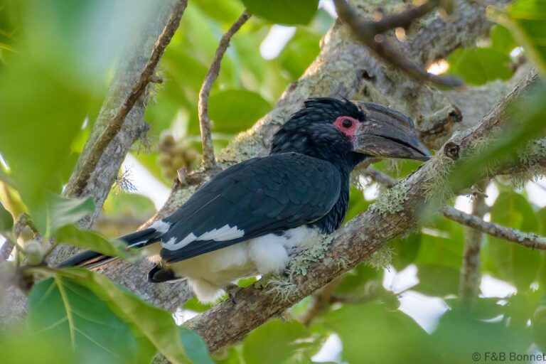 Trumpeter hornbill south africa 1