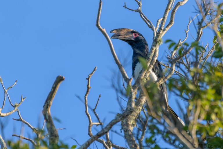 Trumpeter hornbill south africa 2