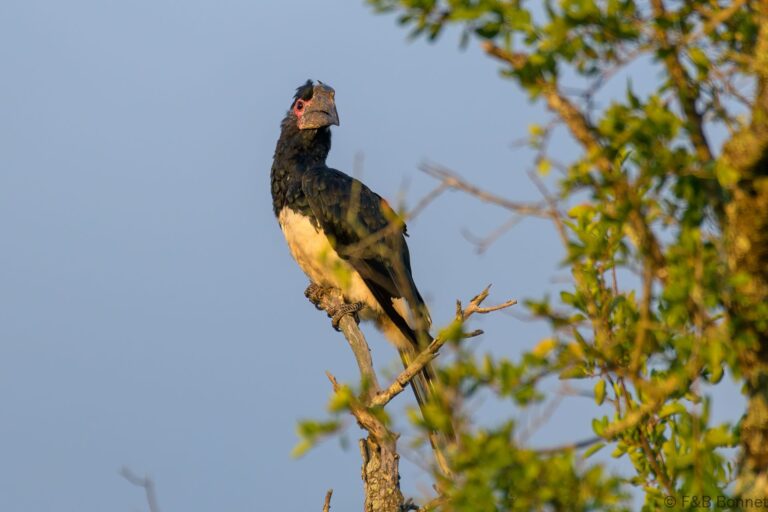 Trumpeter hornbill south africa 3