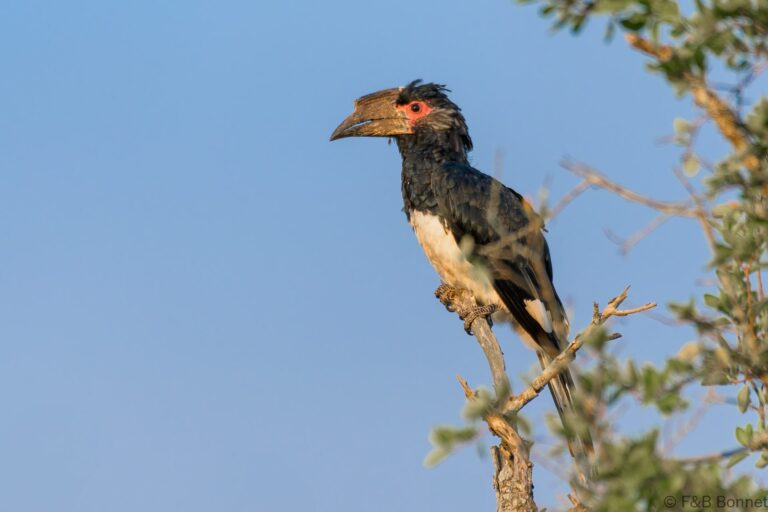 Trumpeter hornbill south africa 4