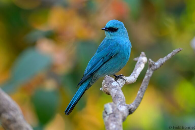 Verditer flycatcher thailand 3