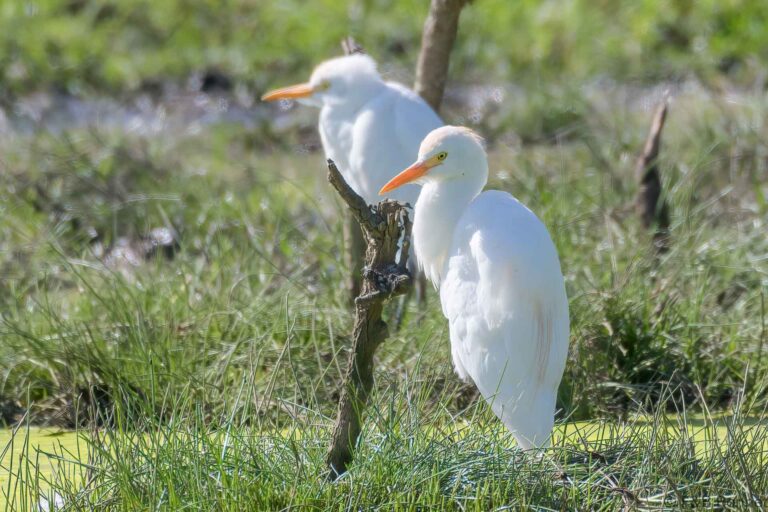 Western cattle egret south africa 1