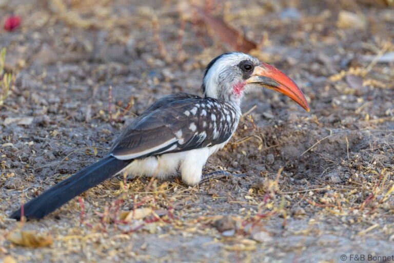 Western red billed hornbilll senegal 2