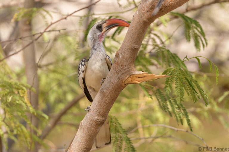 Western red billed hornbilll senegal 3