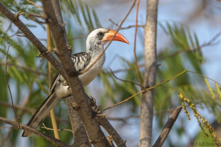 Western red billed hornbilll senegal 4