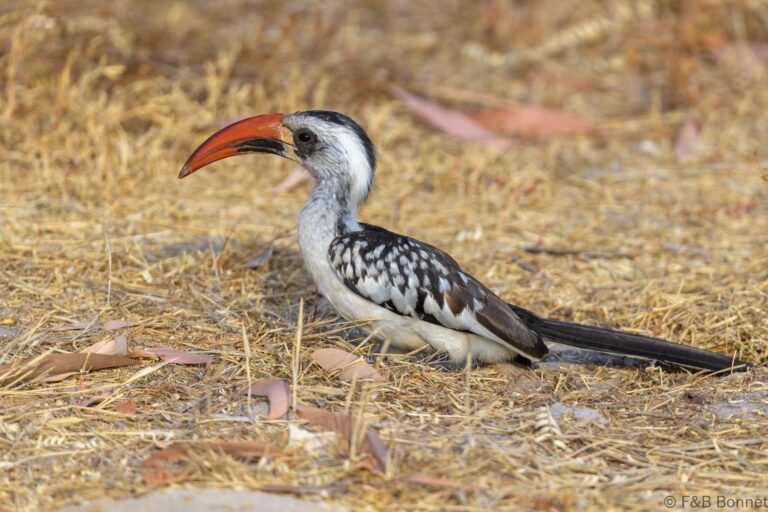 Western red billed hornbilll senegal 5