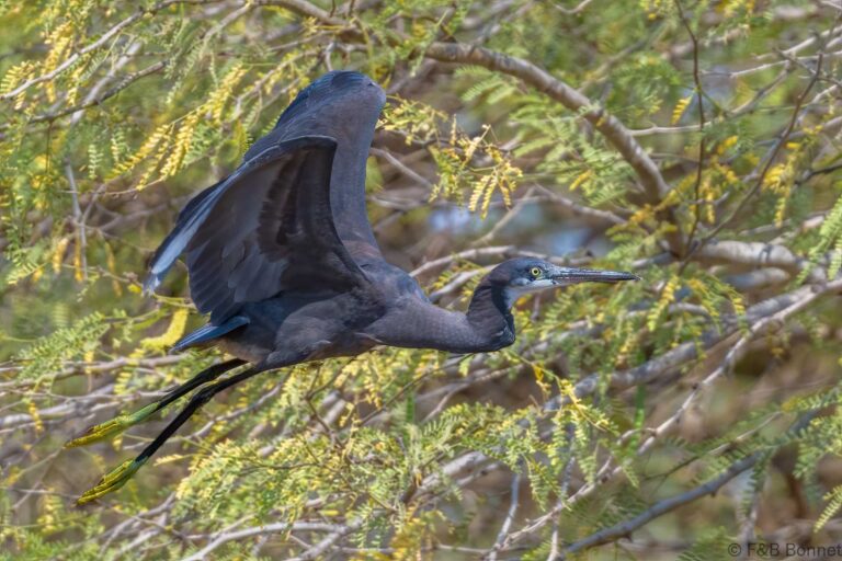 Western reef heron senegal 2