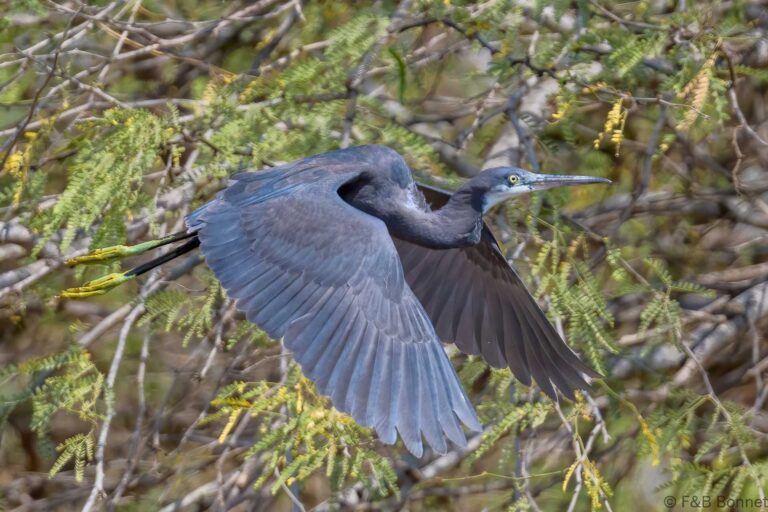 Western reef heron senegal 3