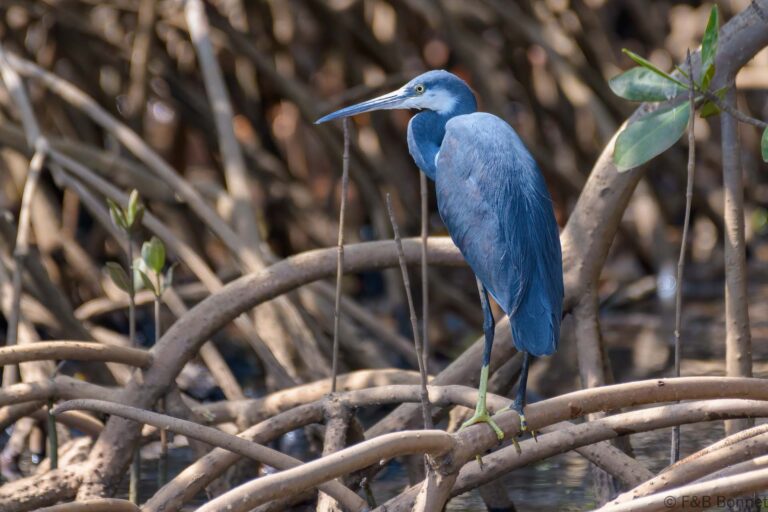Western reef heron senegal 4
