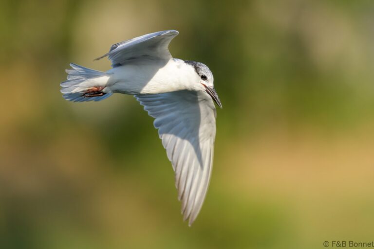 Whiskered Tern_Thailand-1