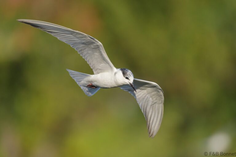 Whiskered Tern_Thailand-2