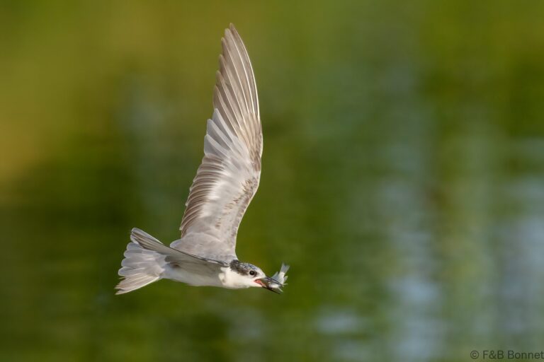 Whiskered Tern_Thailand-3