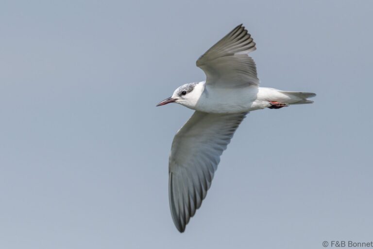 Whiskered Tern_Thailand-4