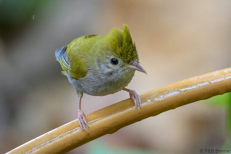 White-bellied Erpornis_China-2