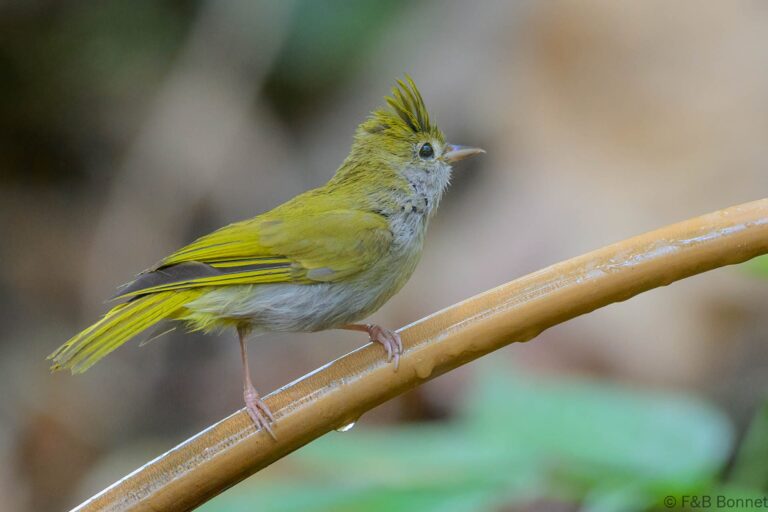 White-bellied Erpornis_China-3