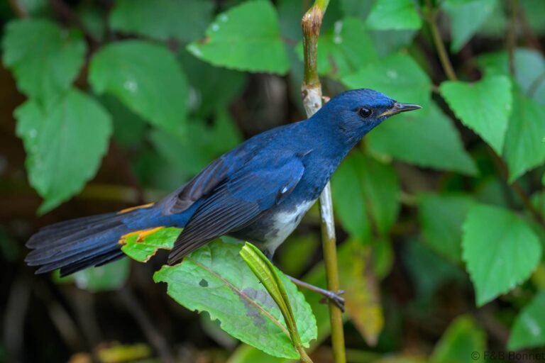 White-bellied Redstart_China-1