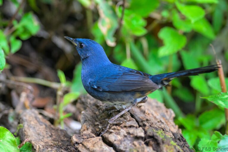 White-bellied Redstart_China-3
