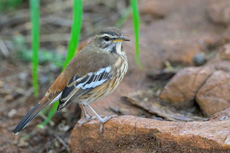 White-browed Scrub-Robin_South Africa-5