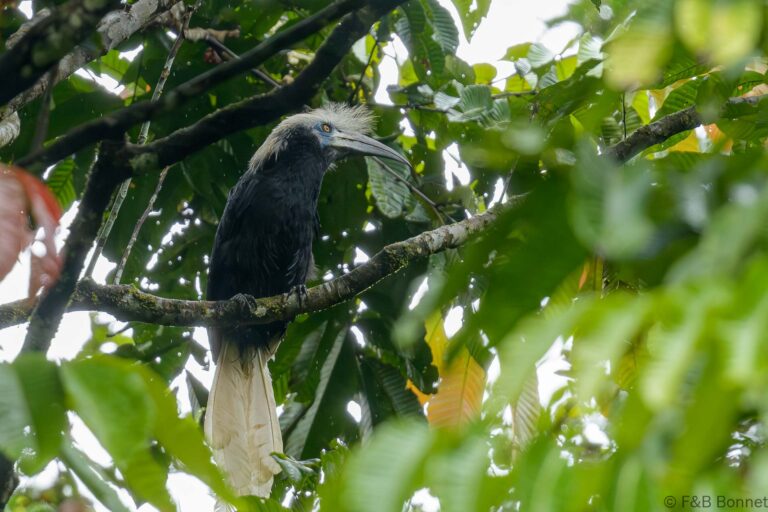 White crowned hornbill thailand 1