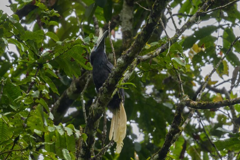 White crowned hornbill thailand 2