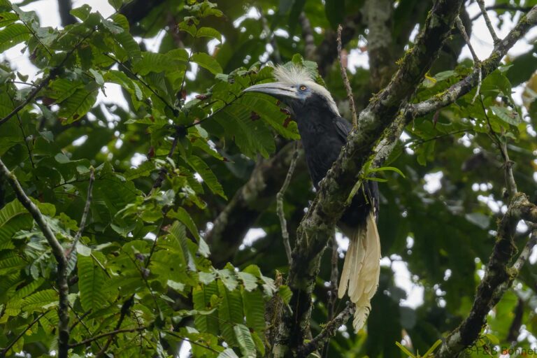 White crowned hornbill thailand 3