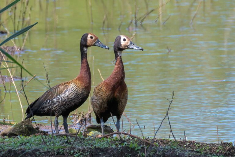 White-faced Whistling Duck_South Africa-1