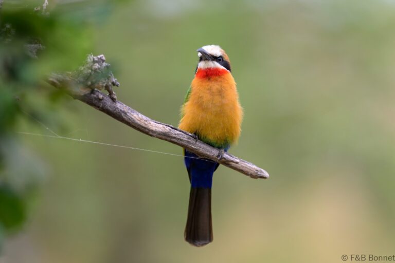 White-fronted Bee-eater_South-Africa-1