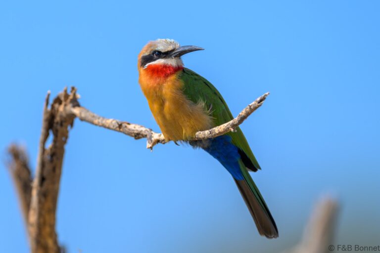 White-fronted Bee-eater_South-Africa-2