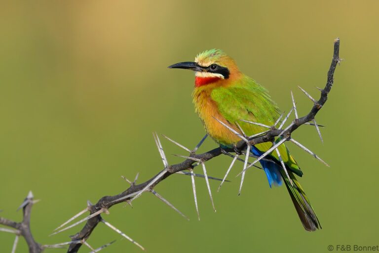 White fronted bee eater south africa 3