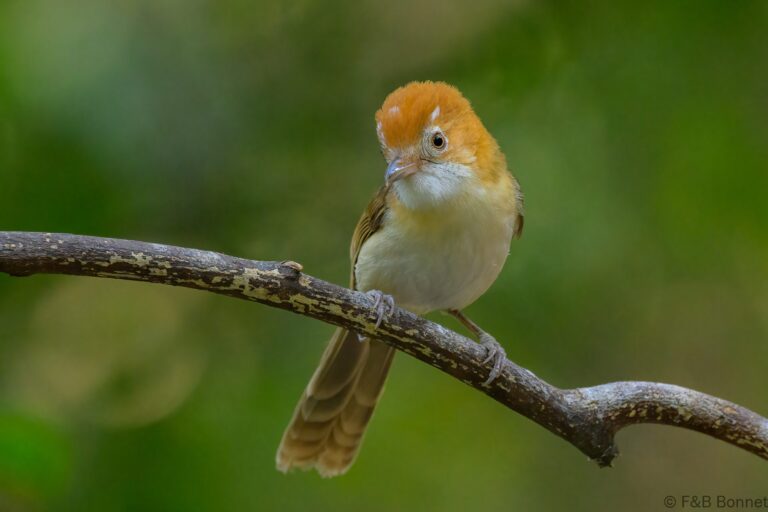 White-hooded Babbler_China-1