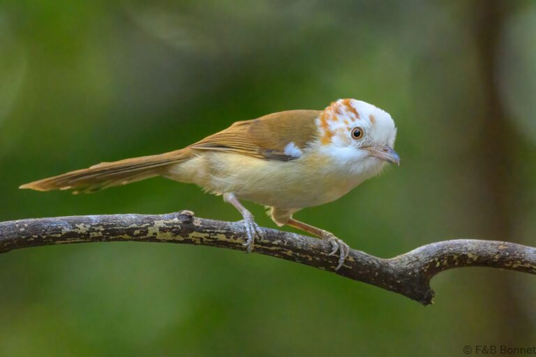 White-hooded Babbler_China-3