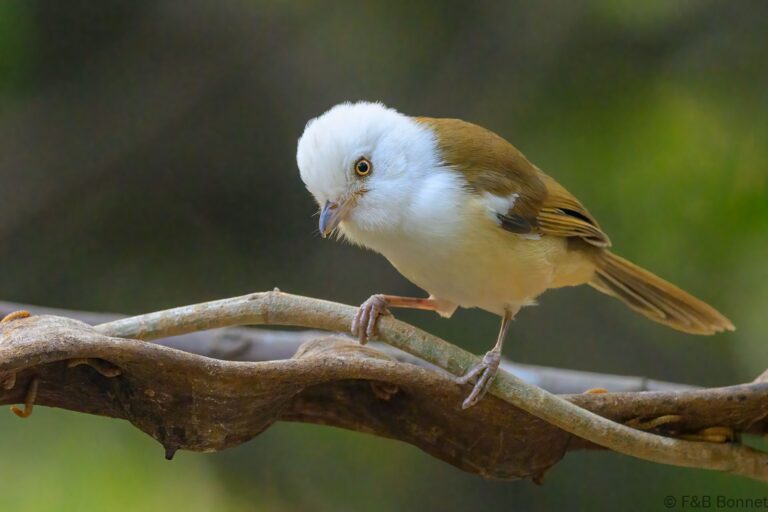 White-hooded Babbler_China-4