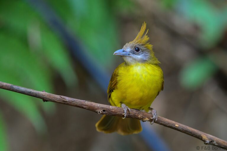 White-throated Bulbul_China-1